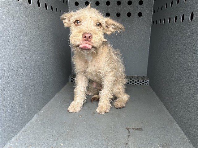 Shelter Stray Male Dog last seen , 4275 Elton St, Baldwin Park, CA 91706, USA