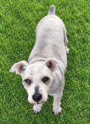 Shelter Stray Male Dog last seen , 957 N Gaffey St, San Pedro, CA 90731, USA