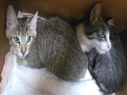 Shelter Stray Female Cat last seen , 957 N Gaffey St, San Pedro, CA 90731, USA