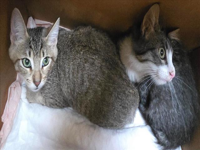 Shelter Stray Female Cat last seen , 957 N Gaffey St, San Pedro, CA 90731, USA