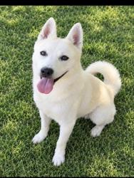 Shelter Stray Male Dog last seen , 957 N Gaffey St, San Pedro, CA 90731, USA