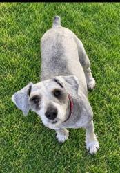 Shelter Stray Male Dog last seen , 957 N Gaffey St, San Pedro, CA 90731, USA