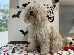 Shelter Stray Female Dog last seen , 957 N Gaffey St, San Pedro, CA 90731, USA