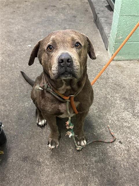 Shelter Stray Male Dog last seen 8TH ST & W ST, 2127 Front St, Sacramento, CA 95818, USA