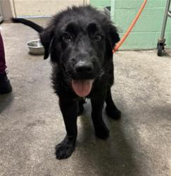 Shelter Stray Male Dog last seen MAJESTIC RD & MACARTHUR ST, 2127 Front St, Sacramento, CA 95818, USA