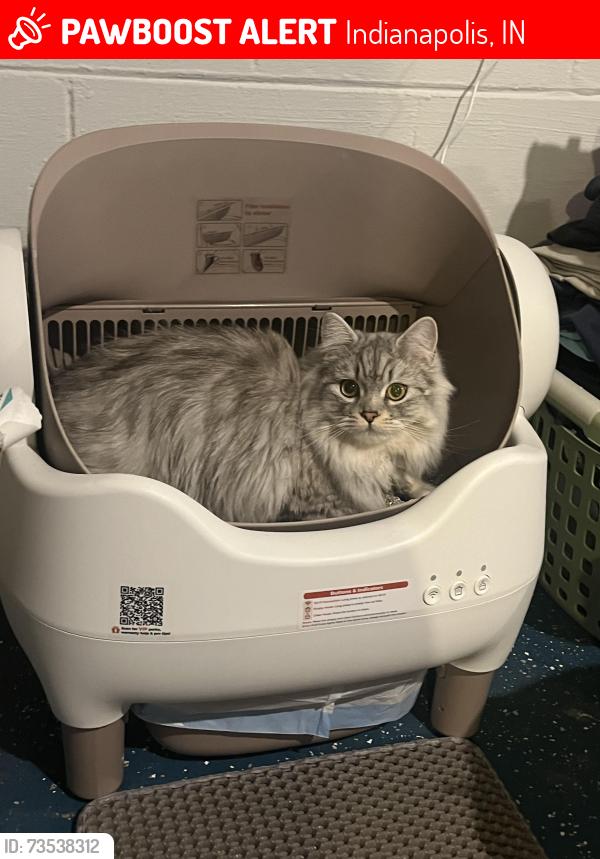 Lost Female Cat last seen E 13th St & N Ritter Ave, Indianapolis, IN 46219