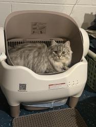 Lost Female Cat last seen E 13th St & N Ritter Ave, Indianapolis, IN 46219