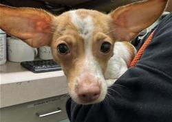 Shelter Stray Female Dog last seen 10TH AVE & HWY 50, 2127 Front St, Sacramento, CA 95818, USA