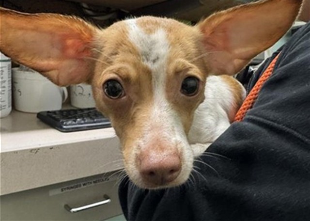 Shelter Stray Female Dog last seen 10TH AVE & HWY 50, 2127 Front St, Sacramento, CA 95818, USA