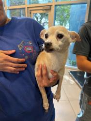 Shelter Stray Female Dog last seen MOOG/19, 19640 Dogpatch Ln, Land O' Lakes, FL 34638, USA