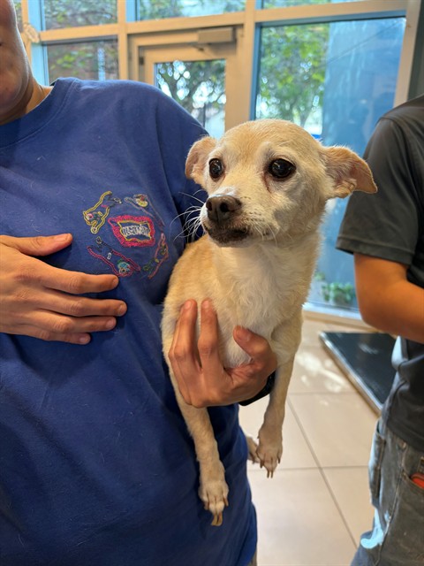 Shelter Stray Female Dog last seen MOOG/19, 19640 Dogpatch Ln, Land O' Lakes, FL 34638, USA