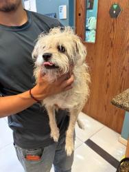 Shelter Stray Female Dog last seen MOOG/19, 19640 Dogpatch Ln, Land O' Lakes, FL 34638, USA