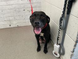 Shelter Stray Female Dog last seen Near BLOCK 5TH ST, 333 Chandler Pl, San Bernardino, CA 92408, USA