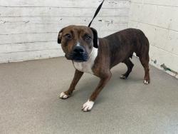 Shelter Stray Female Dog last seen Near BLOCK DUFFY ST, 333 Chandler Pl, San Bernardino, CA 92408, USA