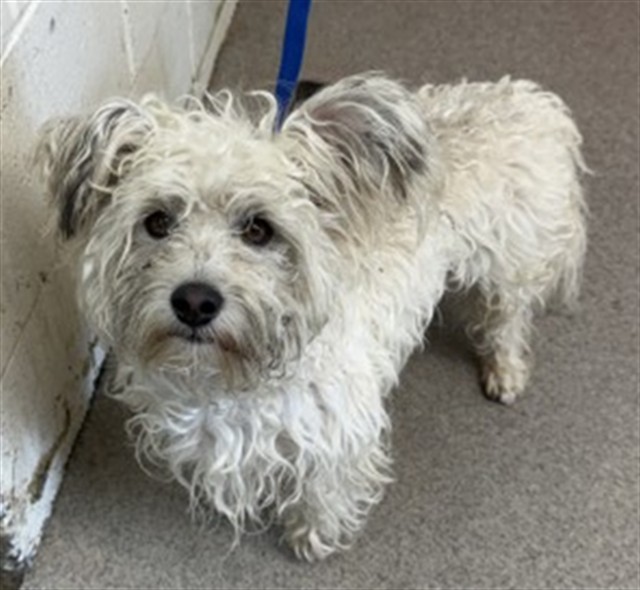 Shelter Stray Male Dog last seen VENTANA X DIMOND, 333 Chandler Pl, San Bernardino, CA 92408, USA