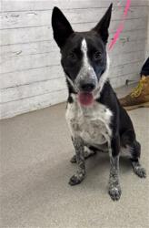 Shelter Stray Male Dog last seen SAN BERNARDINO X ACACIA, 333 Chandler Pl, San Bernardino, CA 92408, USA