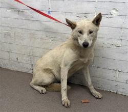 Shelter Stray Female Dog last seen Near BLOCK W. CORNELL DR, 333 Chandler Pl, San Bernardino, CA 92408, USA