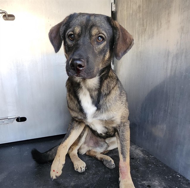 Shelter Stray Male Dog last seen Near BLOCK JIM, 4710 TX-151, San Antonio, TX 78227, USA