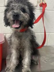 Shelter Stray Male Dog last seen N LILAC AVE X W MORGAN ST, 333 Chandler Pl, San Bernardino, CA 92408, USA