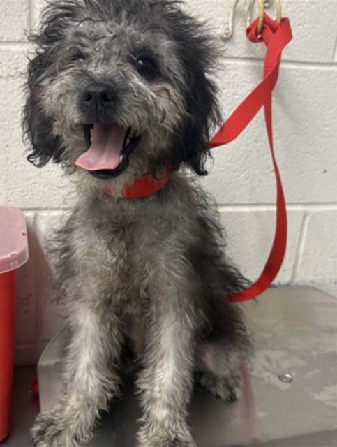 Shelter Stray Male Dog last seen N LILAC AVE X W MORGAN ST, 333 Chandler Pl, San Bernardino, CA 92408, USA