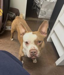 Reunited Male Dog last seen Near Welch Rd, Farmers Branch, TX 75244, Farmers Branch, TX 75244