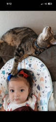Lost Male Cat last seen 26th and Zuni, Denver, CO 80211