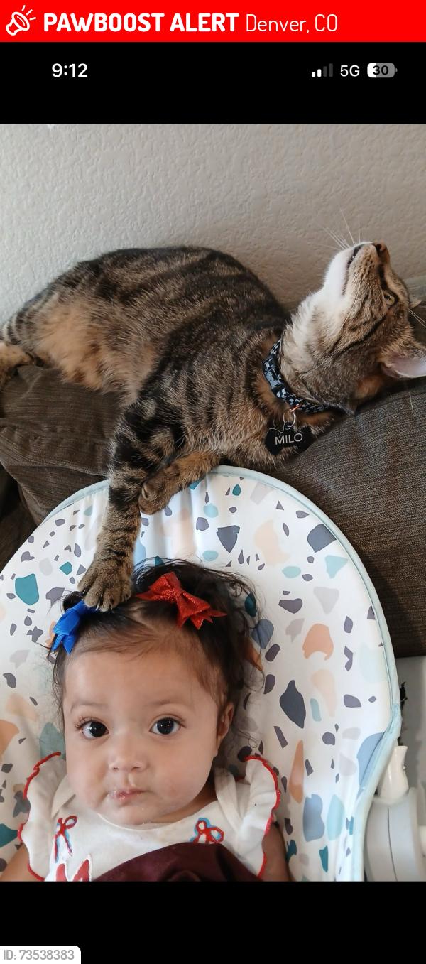 Lost Male Cat last seen 26th and Zuni, Denver, CO 80211