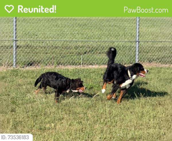 Reunited Male Dog last seen Eagles Landing, Indianapolis, IN 46254