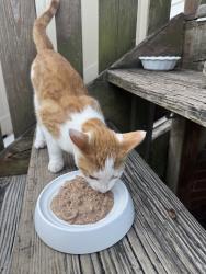 Found/Stray Male Cat last seen Elm st & Noble St, Norristown, PA 19401