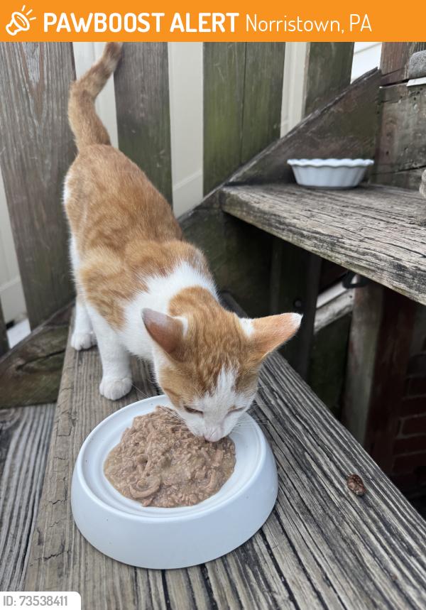 Found/Stray Male Cat last seen Elm st & Noble St, Norristown, PA 19401