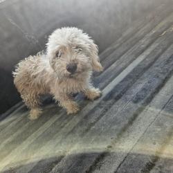 Found/Stray Unknown Dog last seen Desert Springs Middle School, Desert Hot Springs, CA 92240