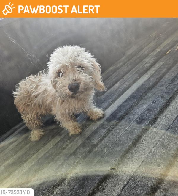 Found/Stray Unknown Dog last seen Desert Springs Middle School, Desert Hot Springs, CA 92240