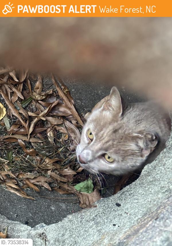 Found/Stray Unknown Cat last seen Hartsfield Forest / Davis hse, Wake Forest, NC 27587