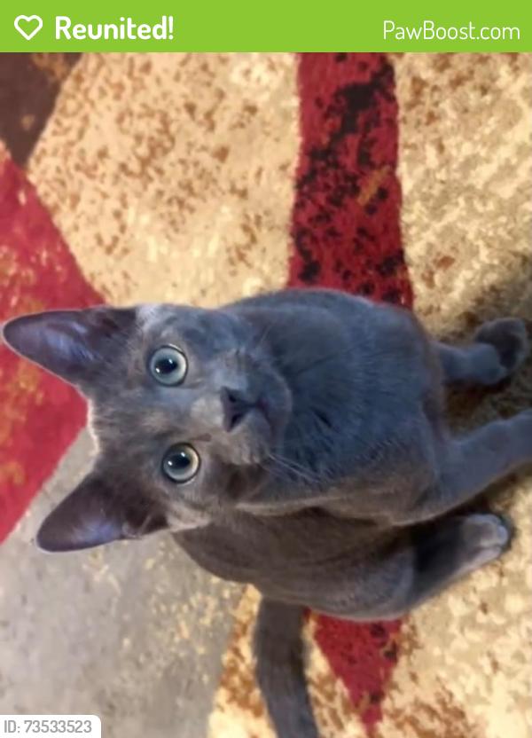 Reunited Male Cat last seen Preston Ridge Trail & Legacy Drive (in front of handels), Plano, TX 75024