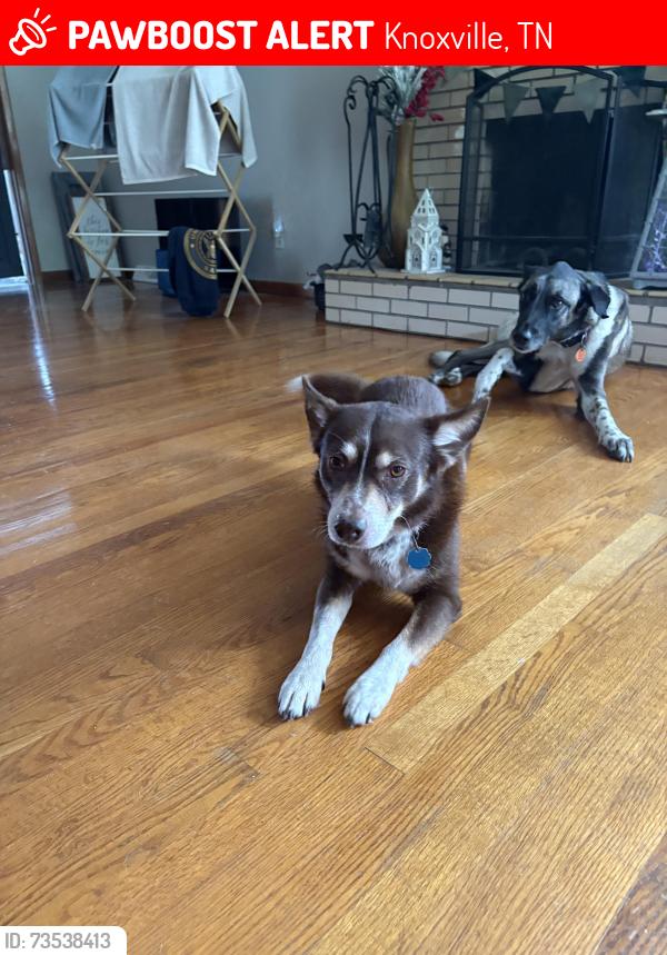 Lost Male Dog last seen Spring Hill Road/ Skyview Road, Knoxville, TN 37917