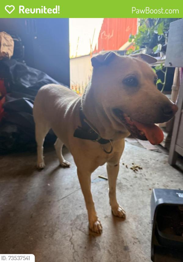Reunited Female Dog last seen Auburn drive, San Diego, CA 92105