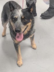 Shelter Stray Male Dog last seen Near Carnival Court (GET RELEASE), Los Lunas,, 1209 NM-314, Los Lunas, NM 87031, USA