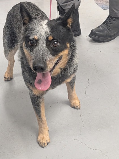 Shelter Stray Male Dog last seen Near Carnival Court (GET RELEASE), Los Lunas,, 1209 NM-314, Los Lunas, NM 87031, USA