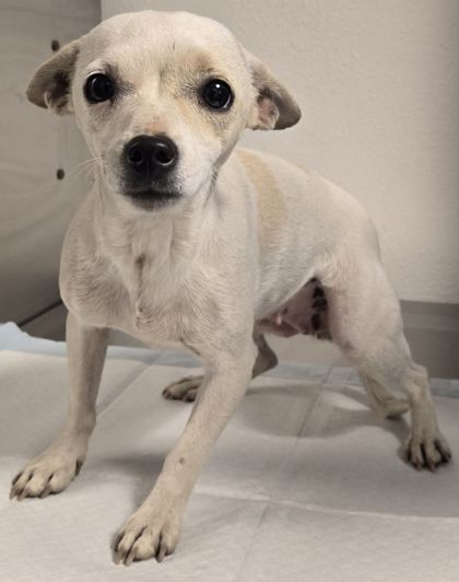 Shelter Stray Female Dog last seen E Adams Ave & S Bethel Ave, Del Rey Zone Fresno CO 3 93616, CA, 1510 W Dan Ronquillo Dr, Fresno, CA 93706, USA