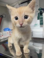 Shelter Stray Male Cat last seen Willow and Central, Fresno Zone Fresno CO 1A 93725, CA, 1510 W Dan Ronquillo Dr, Fresno, CA 93706, USA