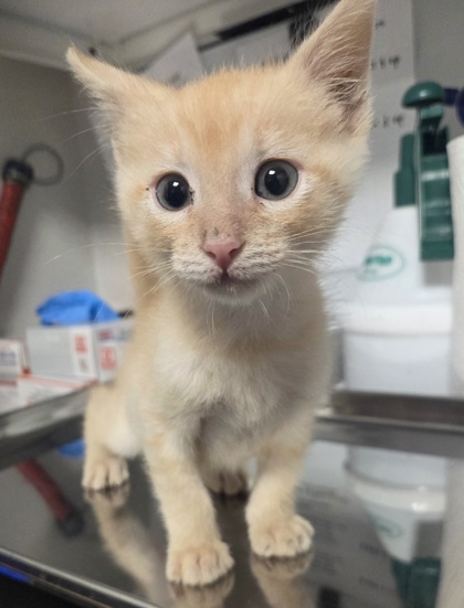 Shelter Stray Male Cat last seen Willow and Central, Fresno Zone Fresno CO 1A 93725, CA, 1510 W Dan Ronquillo Dr, Fresno, CA 93706, USA
