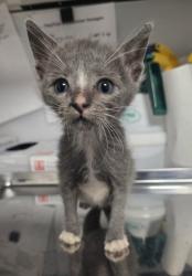 Shelter Stray Male Cat last seen S Cedar Ave & E Manning Ave, Fresno Zone Fresno CO 1A 93725, CA, 1510 W Dan Ronquillo Dr, Fresno, CA 93706, USA
