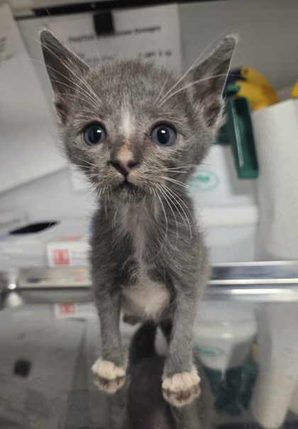 Shelter Stray Male Cat last seen S Cedar Ave & E Manning Ave, Fresno Zone Fresno CO 1A 93725, CA, 1510 W Dan Ronquillo Dr, Fresno, CA 93706, USA