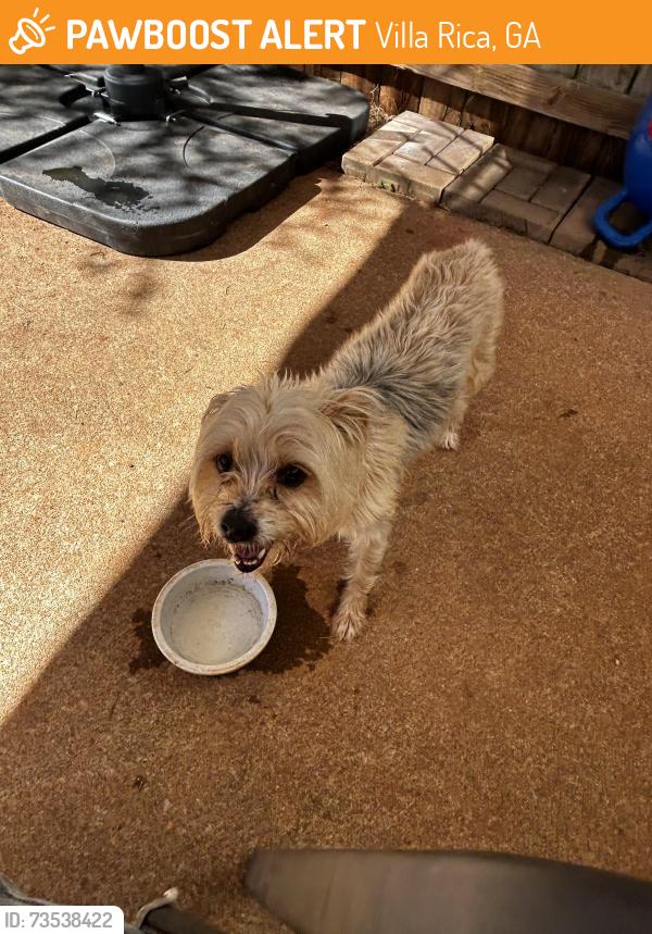 Found/Stray Male Dog last seen Alton Cir, Villa Rica, GA 30180