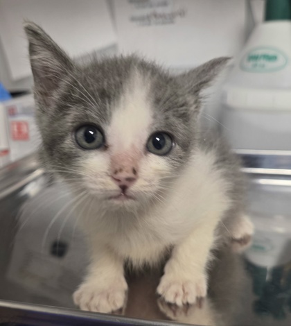 Shelter Stray Female Cat last seen S Cedar Ave & E Manning Ave, Fresno Zone Fresno CO 1A 93725, CA, 1510 W Dan Ronquillo Dr, Fresno, CA 93706, USA