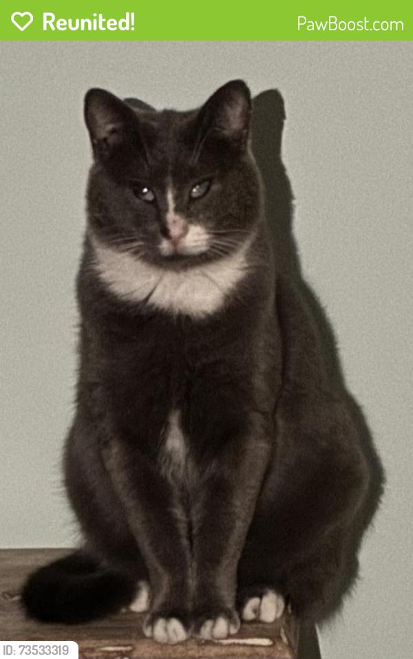 Reunited Male Cat last seen Marlin Cr and Hwy 17, Murrells Inlet, SC 29576