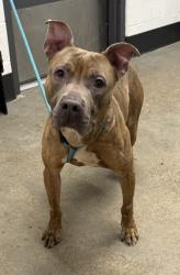 Shelter Stray Male Dog last seen W 30 & Train, 2nd District, OH, 9203 Detroit Ave, Cleveland, OH 44102, USA