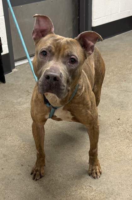 Shelter Stray Male Dog last seen W 30 & Train, 2nd District, OH, 9203 Detroit Ave, Cleveland, OH 44102, USA