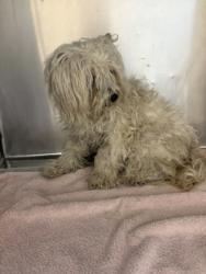 Shelter Stray Female Dog last seen Red Bird Park on Red Bird, Duncanville, TX, 1150 E Pleasant Run Rd, Cedar Hill, TX 75104, USA