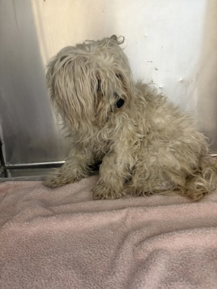 Shelter Stray Female Dog last seen Red Bird Park on Red Bird, Duncanville, TX, 1150 E Pleasant Run Rd, Cedar Hill, TX 75104, USA